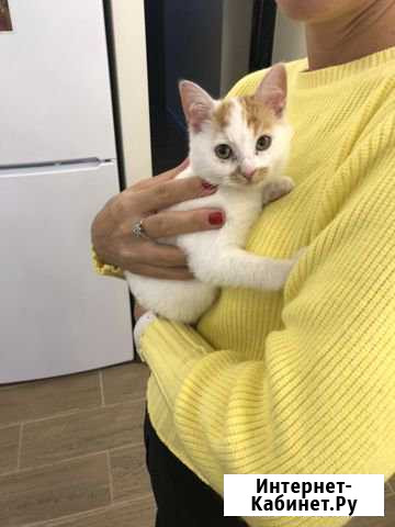 Отдам котёнка Одинцово - изображение 1