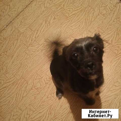 Отдам в надежные, хорошие руки Нерюнгри - изображение 1