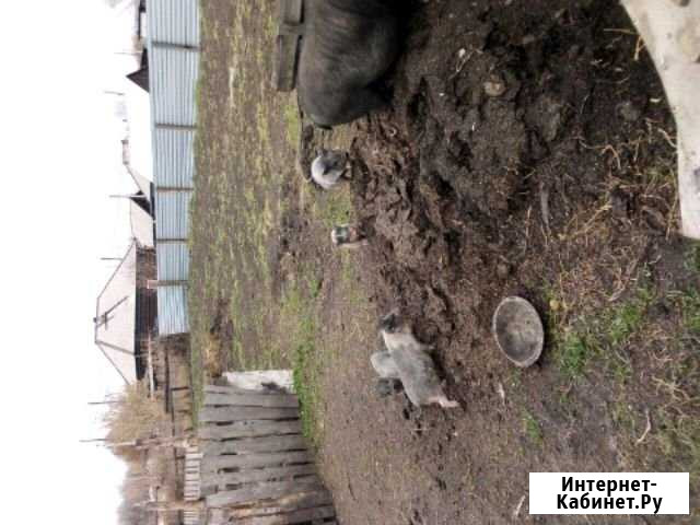 Поросята Новый Городок - изображение 1
