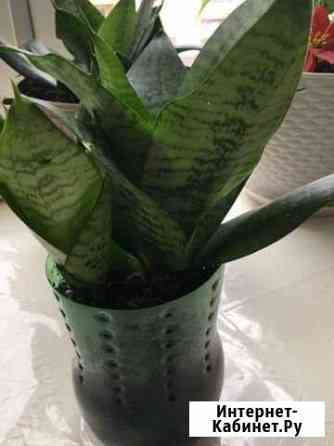 Сансевиерия, цветок отдам Пермь