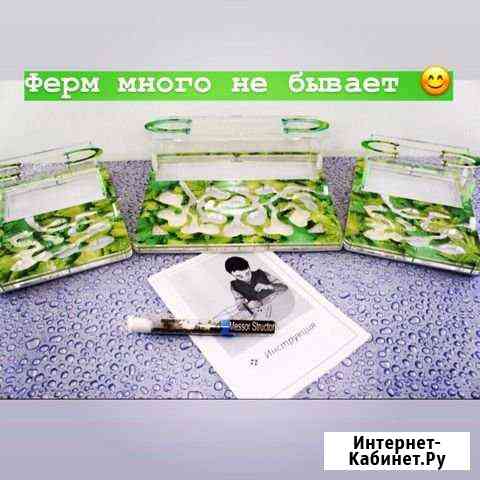 Муравьи Жнецы Краснодар