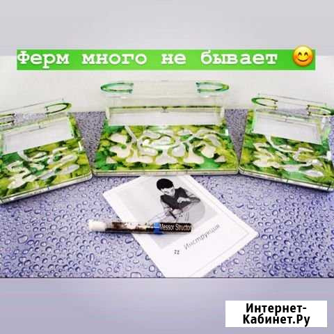 Муравьи Жнецы Краснодар - изображение 1