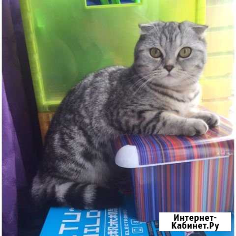 Кошка шотландская скоттиш-фолд Пироговский - изображение 1