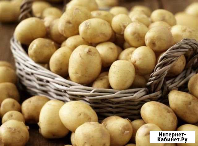 Продам молодой картофель Гагарин - изображение 1
