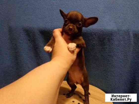 Мини-чихи шоколад 2 месяца Екатеринбург