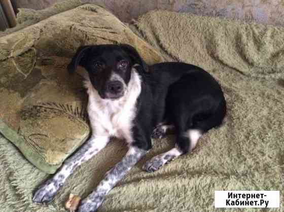 Щенок Хабаровск