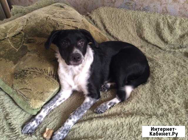 Щенок Хабаровск - изображение 1