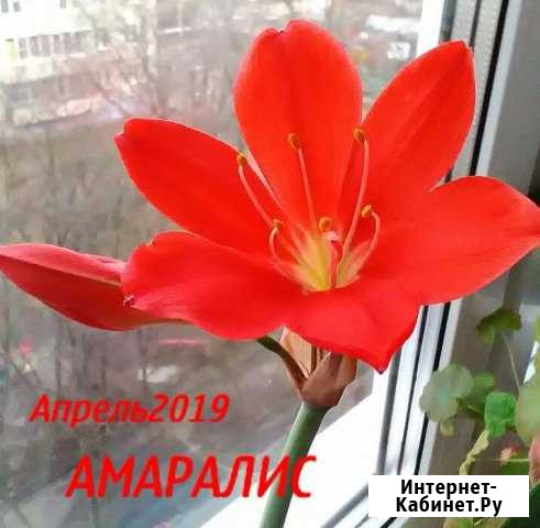 Амаралис Канаш - изображение 1