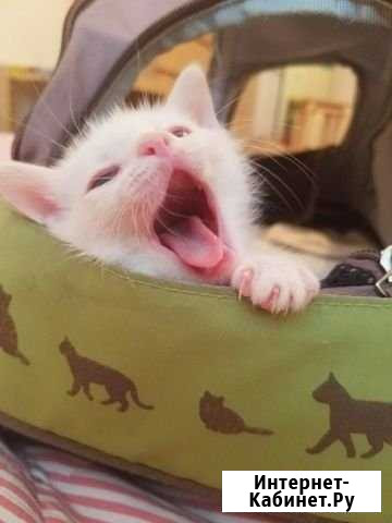 Котята в добрые руки Кудрово - изображение 1