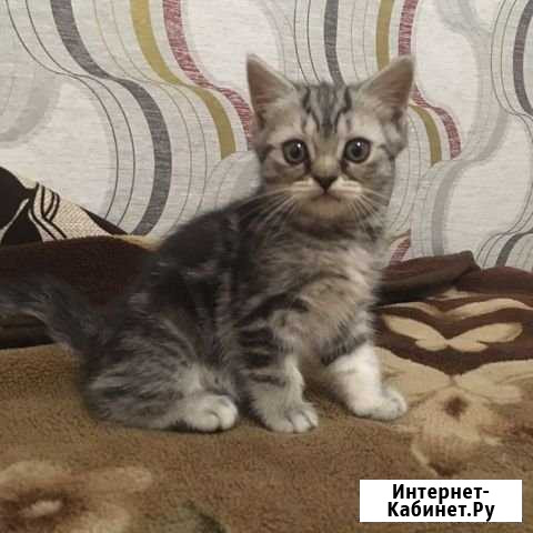 Продам кошечку Курган - изображение 1