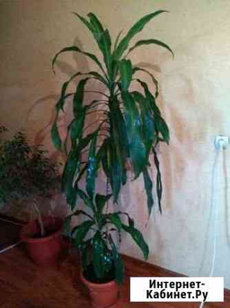 Драцена Душистая Махачкала