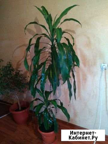 Драцена Душистая Махачкала - изображение 1