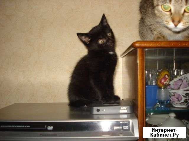 Котёнок чёрный Юрга - изображение 1