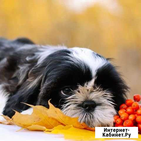 Мальчишки с документами Мурманск - изображение 1