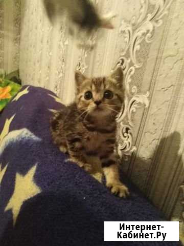 Продам шотландских котят Троицк - изображение 1
