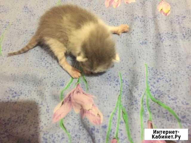 Котенок Грозный - изображение 1