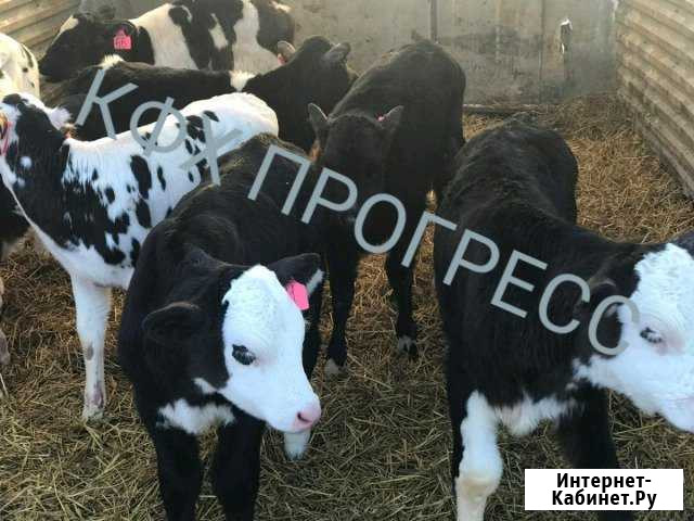 Бычки телята Богучар - изображение 1