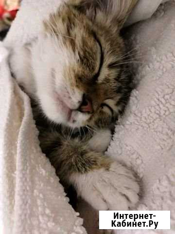 Котенок Том Новороссийск - изображение 1