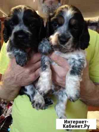 Спаниели, щенки Иваново