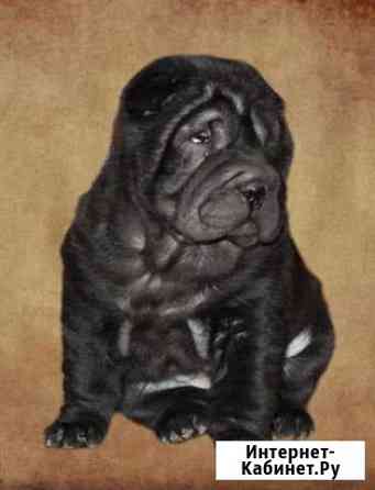 Шарпей Волгоград