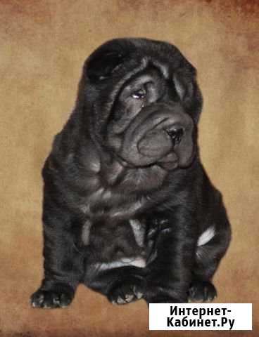 Шарпей Волгоград - изображение 1