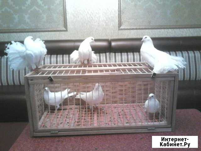 Аренда/ Продажа голубей Казань - изображение 1