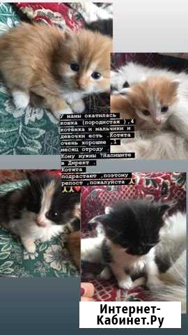 Котята Калтан - изображение 1