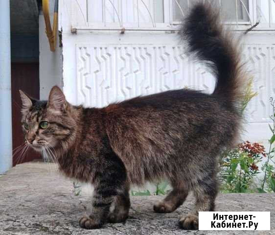 Отдам кошку в добрые руки Обнинск - изображение 1