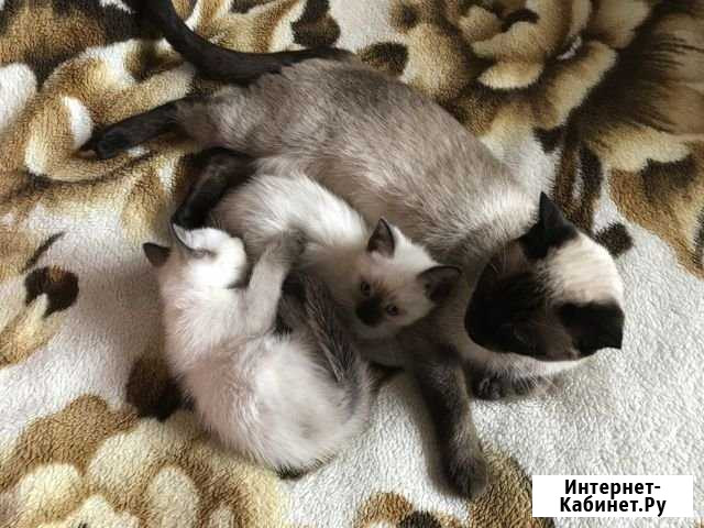 Котята мальчики Пушкино - изображение 1