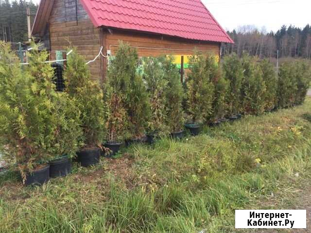 Брабант 210 см Можайск - изображение 1