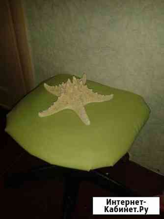 Продаю Большую морскую звезду 26см Липецк