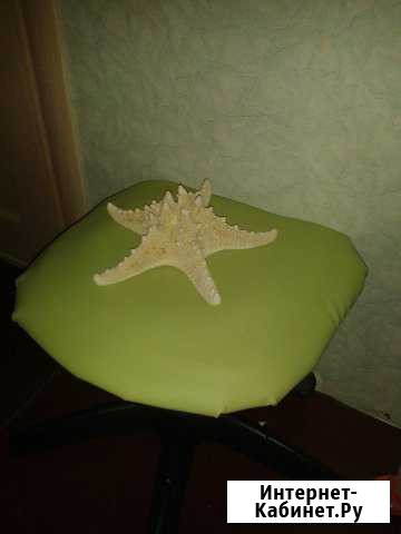 Продаю Большую морскую звезду 26см Липецк - изображение 1