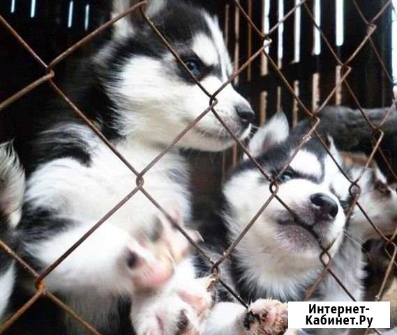 Щенки Сибирской хаски Томск - изображение 1