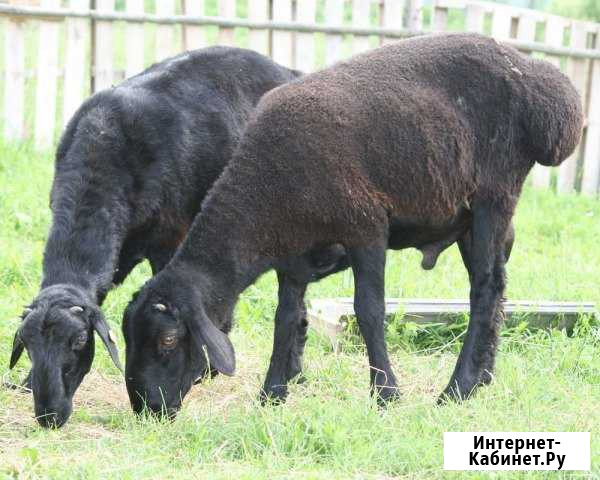 Овцы, ягнята, бараны на мясо Старый Оскол - изображение 1