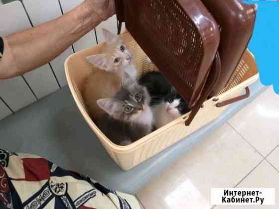 Отдам в добрые руки котяток три котика и одна коше Тихорецк