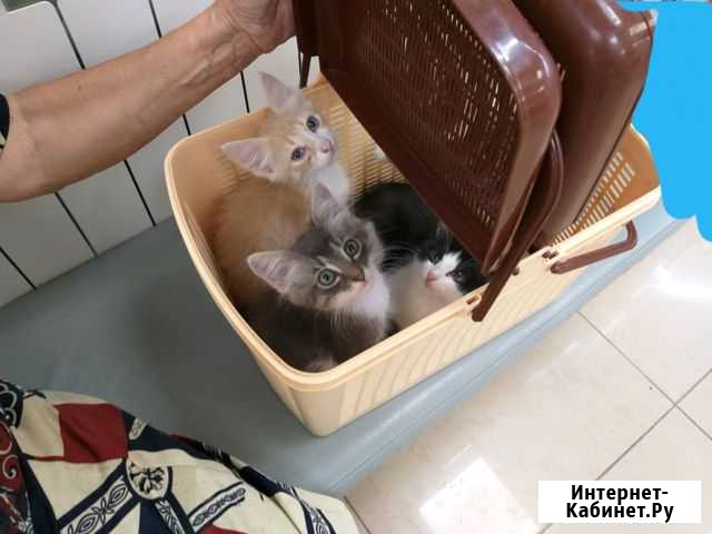 Отдам в добрые руки котяток три котика и одна коше Тихорецк - изображение 1