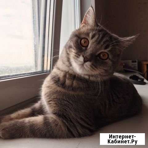 Кошка Сургут - изображение 1