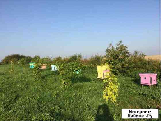 Цветочный мёд высокого качества Нижний Новгород