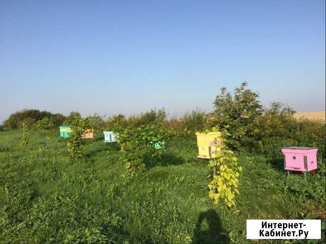 Цветочный мёд высокого качества Нижний Новгород - изображение 1