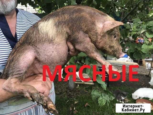 Поросята 3-х месячные мясные Тольятти - изображение 1