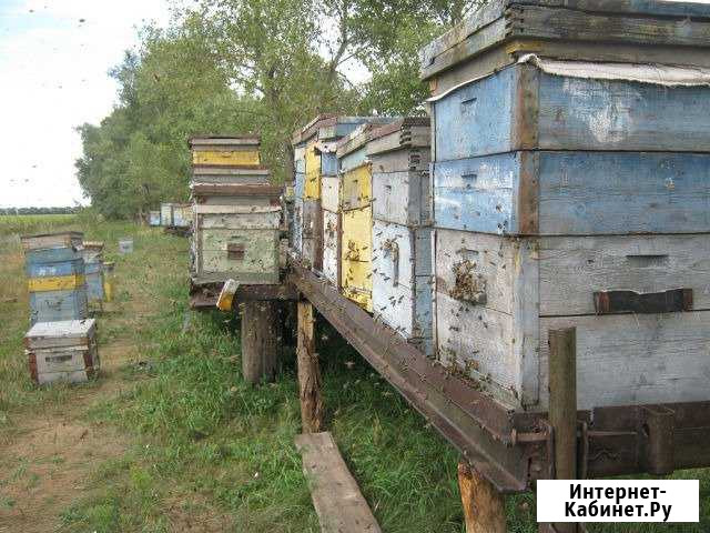 Алтайский мёд, с личной пасеки Новый Уренгой - изображение 1