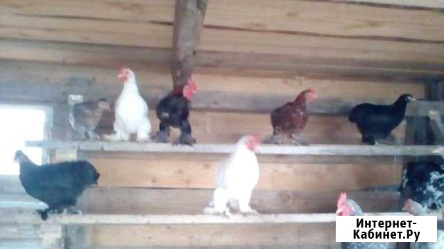 Декоративные куры Новочеркасск - изображение 1