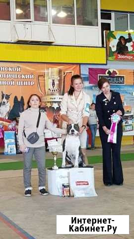 Кобель вязка Волгодонск - изображение 1