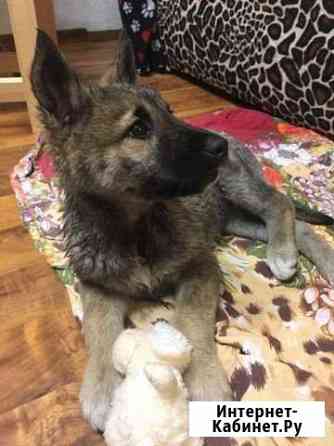 Щенок-девочка в добрые руки Казань