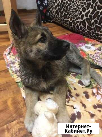 Щенок-девочка в добрые руки Казань - изображение 1