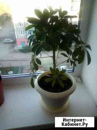 Шиффлера Благовещенск