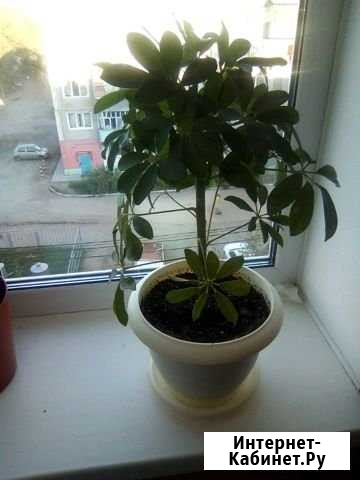 Шиффлера Благовещенск - изображение 1