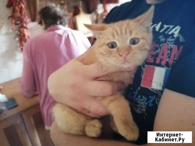 Отдам котёнка в хорошие руки Карталы - изображение 1