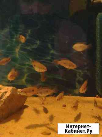 Рыба Нижний Новгород