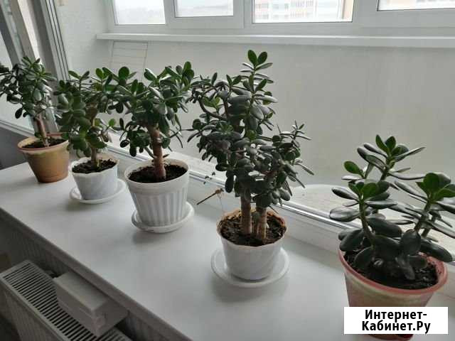 Продам денежные деревья Городец - изображение 1